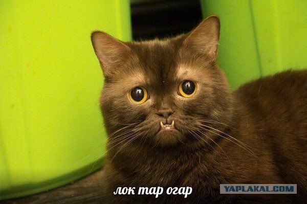 Подборка интересных и веселых картинок