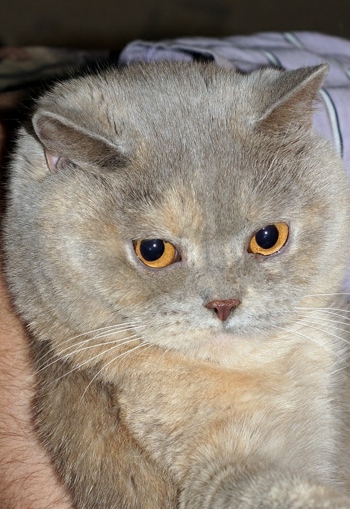 Котовторник 28.11.2017