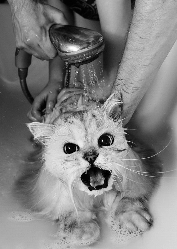 Прикольные коты на среду! ОЧЕНЬ МНОГО! Часть 2