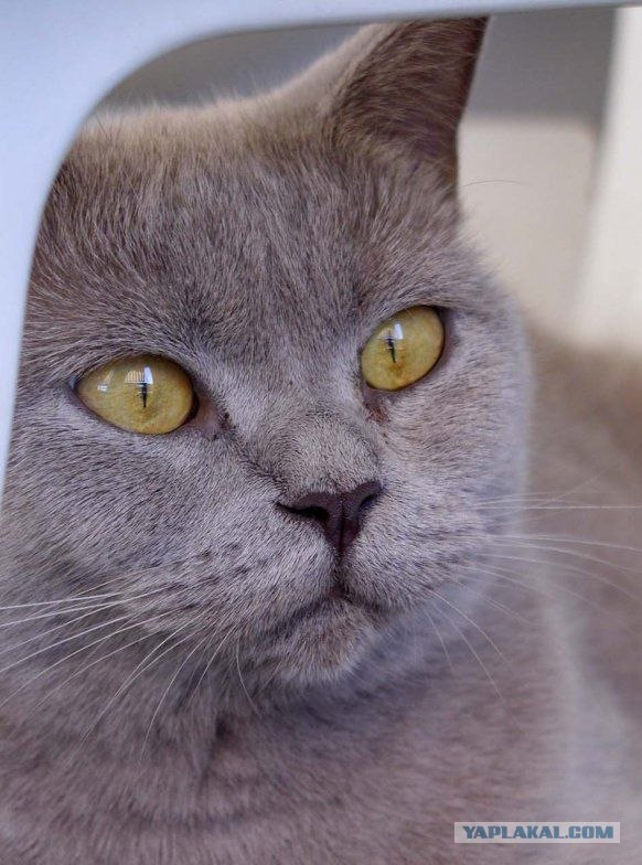 УРРААА ! Котовторник на ЯПлакалъ !