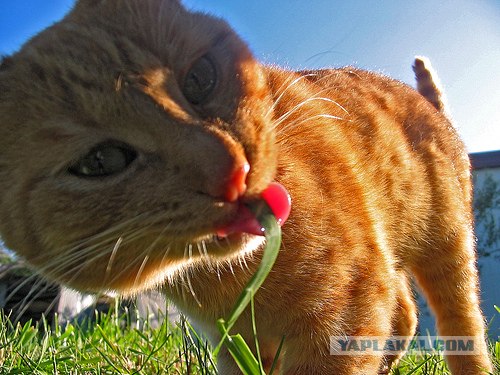 Уррааа! Котовторник на ЯПлакалъ!