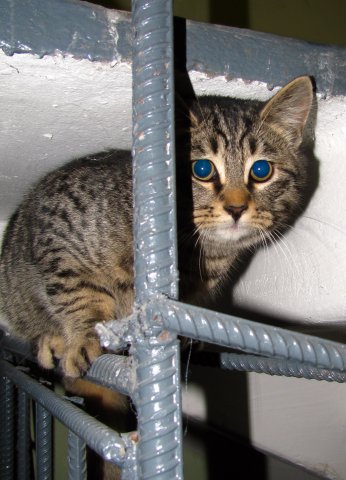 Просто Котовторник