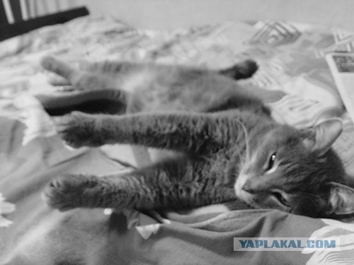 Котовторник 20.12.2011