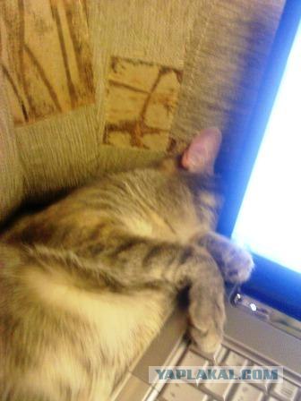 Котовторник (28.02.2012)