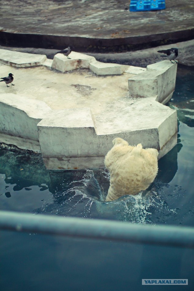 Московский зоопарк