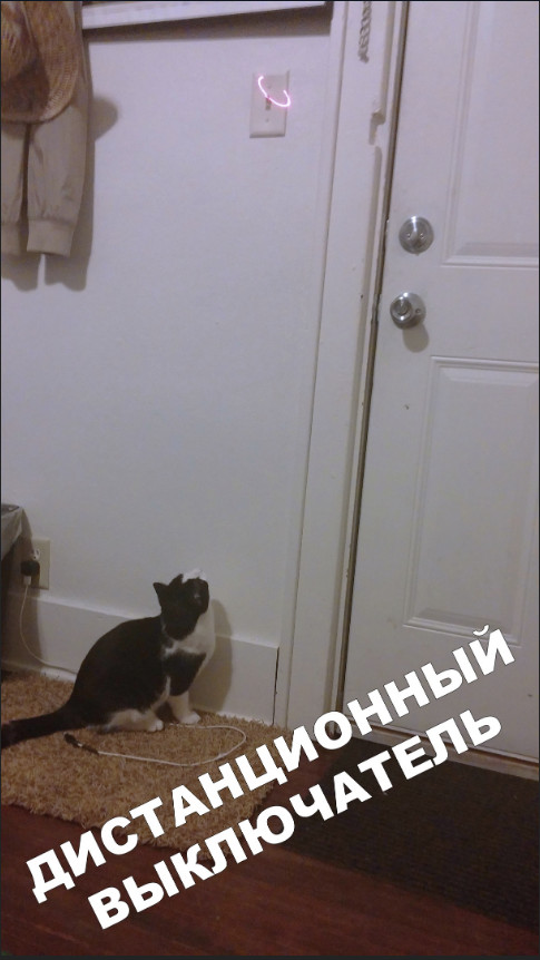 Забавные фото котеек