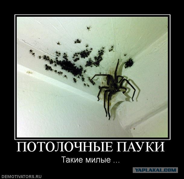 Никогда не убивай паучков в ванной!