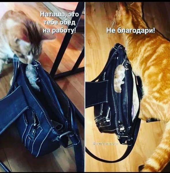 Картинки на 21.01.2022