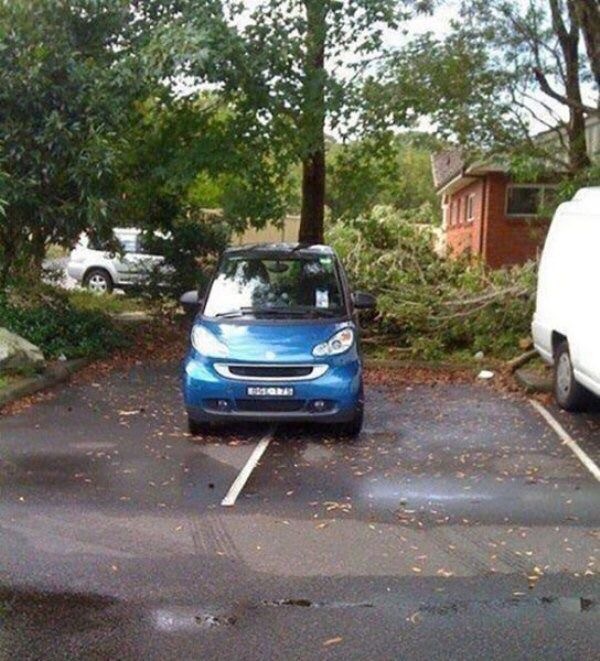 Король парковки