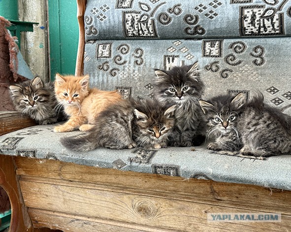 А не нужно ли кому котят?