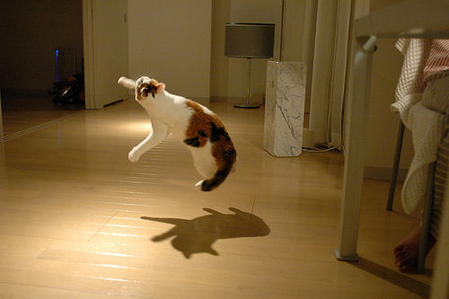 Котовторник 27.5.2014