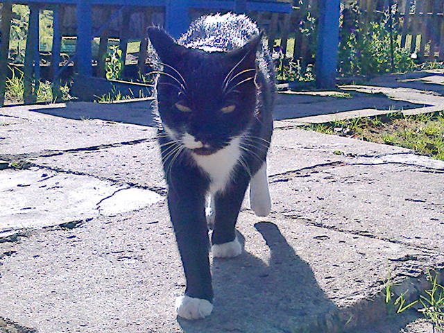 Котовторник