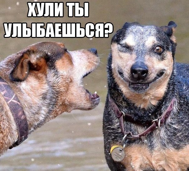 Картинки и демотиваторы