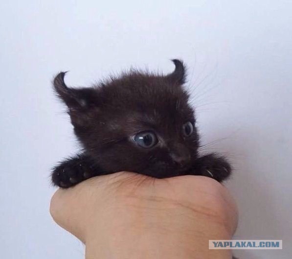 Уходящая неделя в картинках