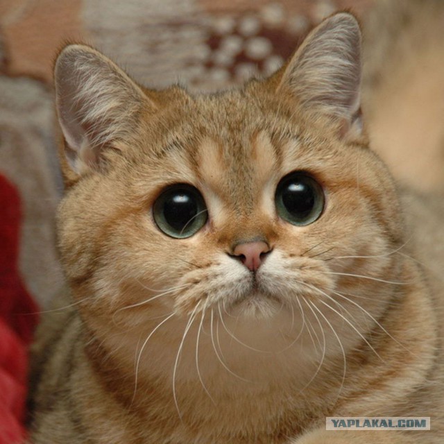 Кот такого не ожидал