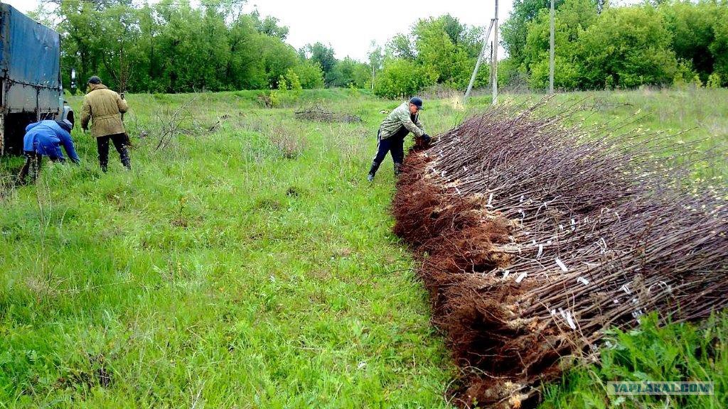 Купить Саженцы В Мичуринске Тамбовская Область