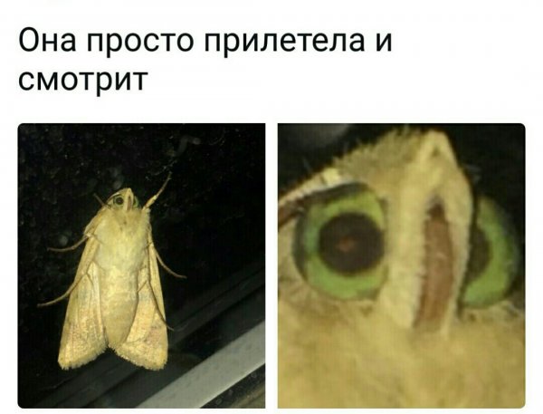 Приколы в стиле "регресс"