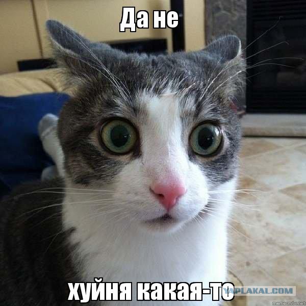 В ЯНАО пришла беда, погубившая многие цивилизации: олени съели весь мох