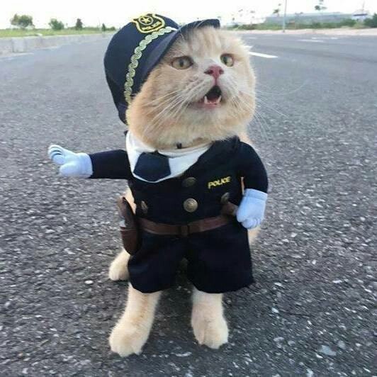 Коты и Кошки