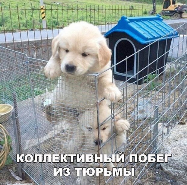 Подборка забавных животных