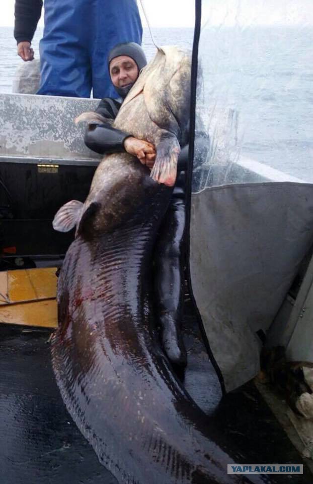 Почему сомы считаются аллигаторами российских рек