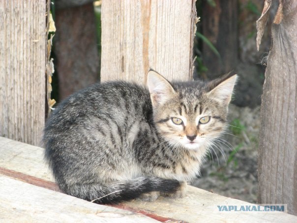 Котовторник на вторник! (30.09.2008)