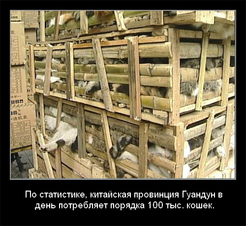 Интересные факты о кошках в картинках, 90 штук