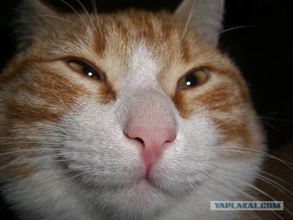 Котовторник!