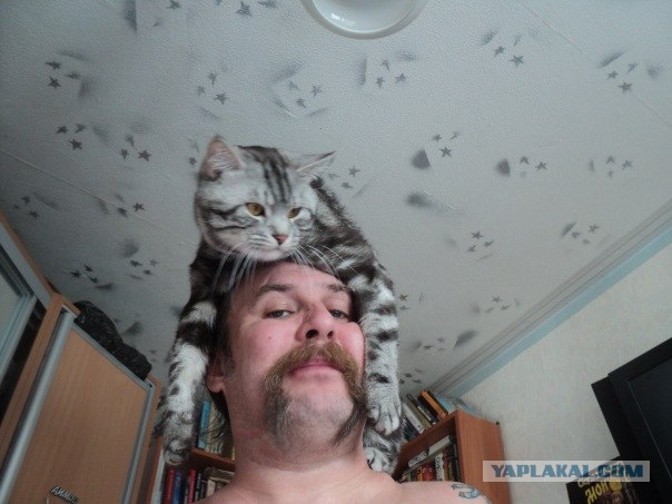 Это у котов-то эмоций не бывает?!