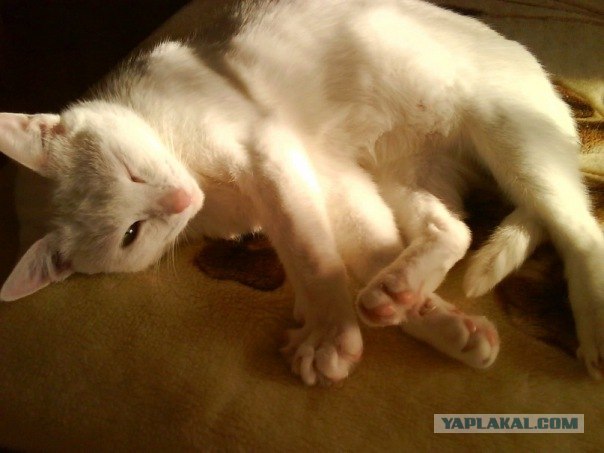 Начинаем котовторник!