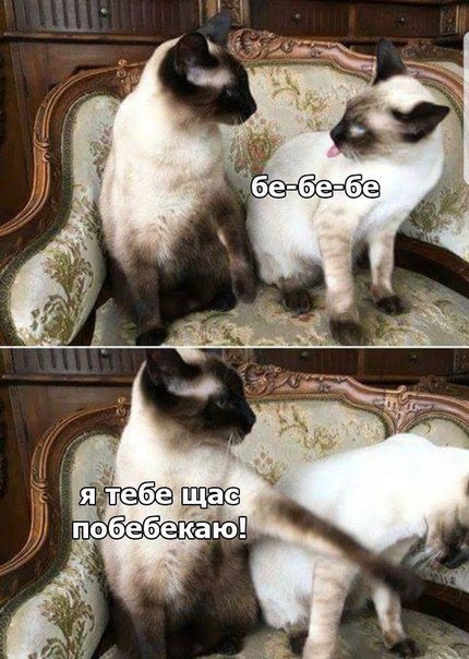 Слегка аморальный и лютый юмор. Только для ценителей