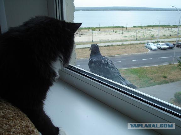 Котовторник 17 января
