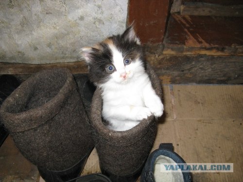 Котовторник (07.02.2012)