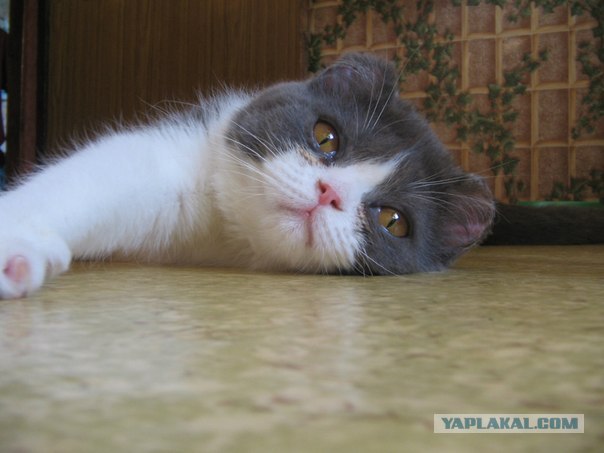 Котовторник 24.04.2012