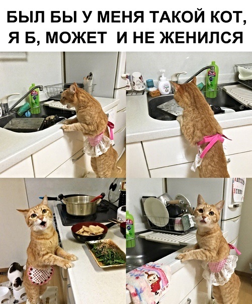 Картинки с котами и про котов