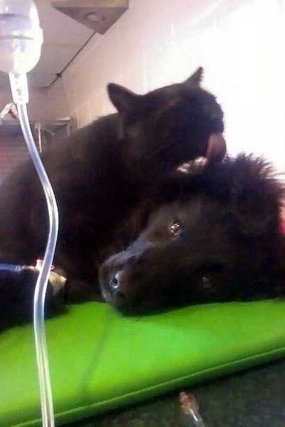 Уже не котовторник, но еще и не собакочетверг