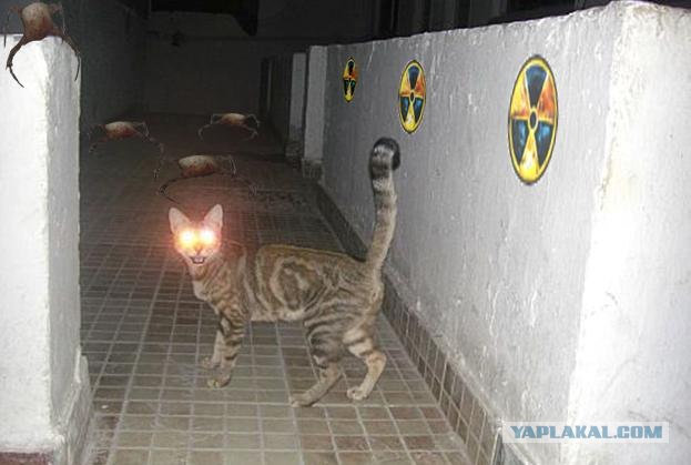 Фотожаба: Кот отакует!