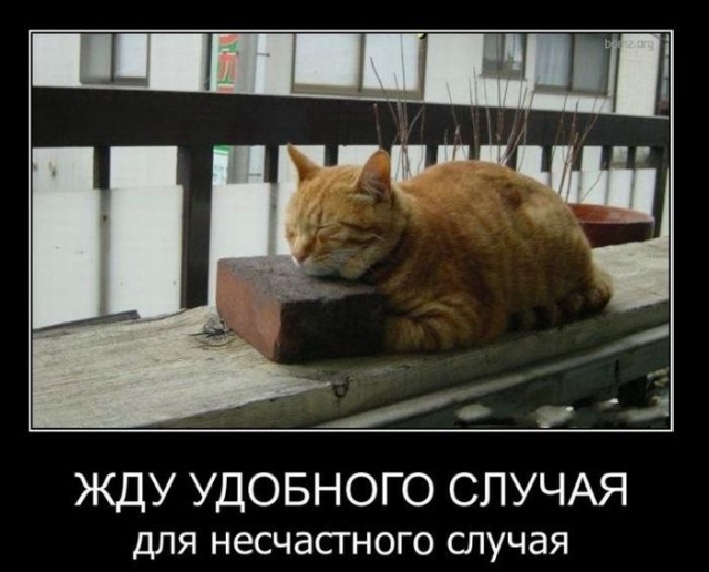 Подборка баянистых картинок