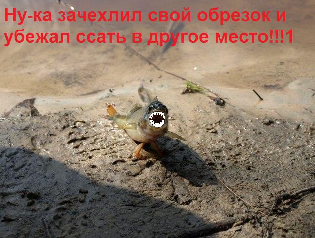 Фотожаба: "Чо?"