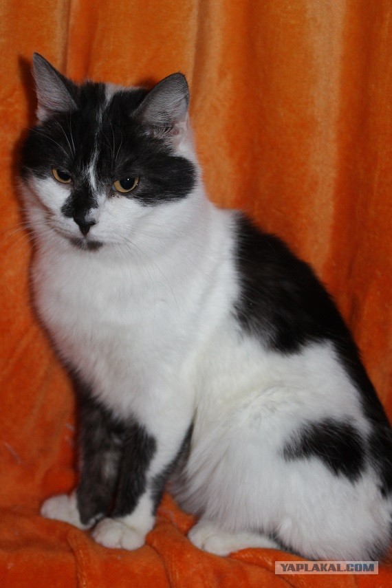 Жизнь домашнего приюта "Котоленд" 269