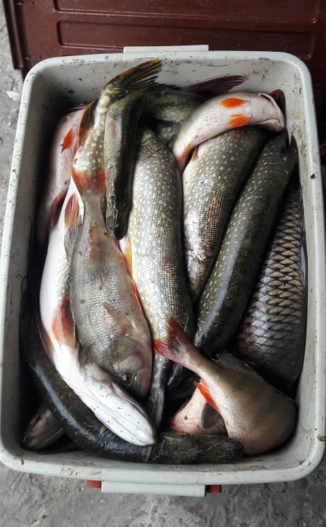 Лето, речка, караси