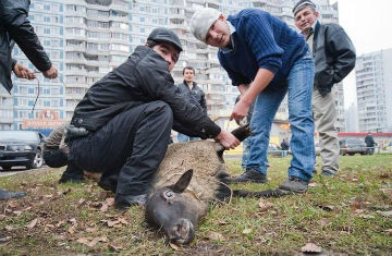 Во Львове четверо чернокожих мужчин привели в парк и зажарили на костре козу