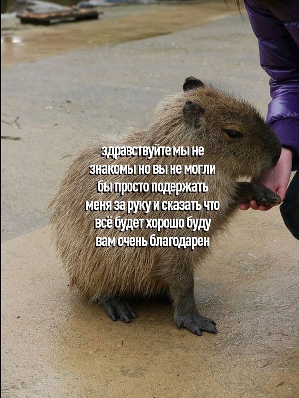 Картинки и мемы для настроения 13.10.2021