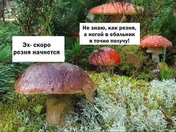 Грибы видишь? Нет. А они есть