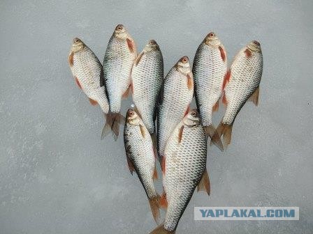 Рыбалка