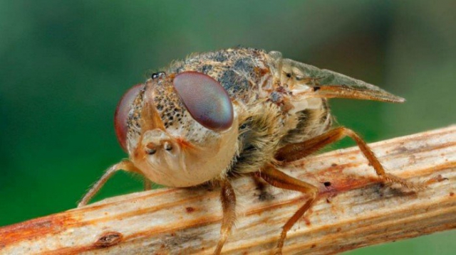 Овод: мифы и реальная опасность этих насекомых