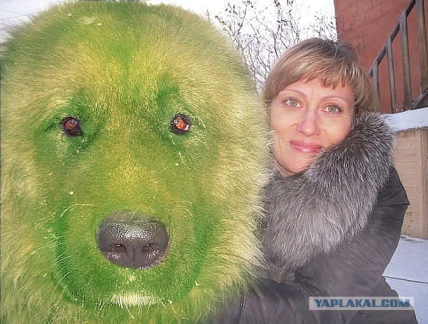 С таким песиком ей не страшно гулять ночью одной