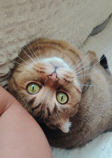 Научные факты почему жить с котом — это хорошая идея