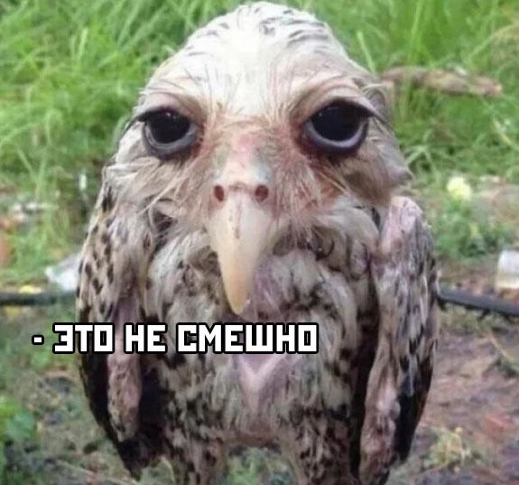 Сова в душе