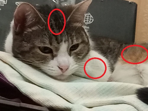Трëхцветная кошка, которая живëт в магазине
